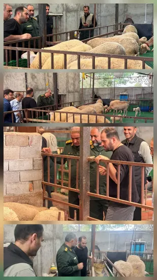 بهرهبرداری از طرح پرورش دام سبک در روستای عبداله آباد محمودآباد برای ایجاد اشتغال پایدار