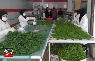 داستان پشتکار بانوی لرستانی/ بانویی که با سبزی&zwnj;های خردشده و بسته&zwnj;بندی آنها، زندگی&zwnj;ها را متحول کرد