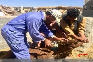 از ابتدای سال جاری تاکنون بیش از ٢۶ هزار رأس دام پلاک کوبی شد