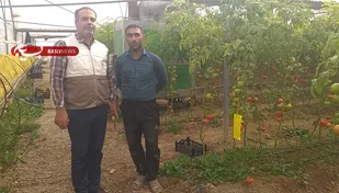 اعزام گروه های جهادی به گلخانه های شهرستان شاهرود+ تصاویر