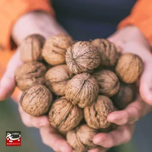 پویش نذر گردو در طالقان اجرا شد