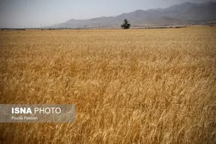 رتبه اول خوزستان در تولید گندم با خرید ۱.۴۴۰ میلیون تن