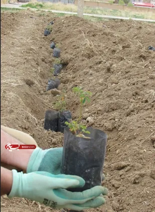 کاشت گل محمدی در فارسان