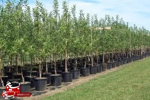 بیش از15 هزار اصله نهال به مناسبت هفته منابع طبیعی در سرخه توزیع شد