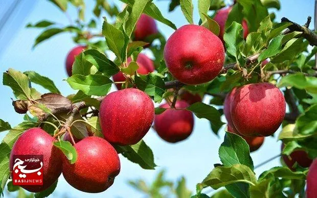 همه آنچه که باید درباره سیب‌های استان خراسان شمالی بدانید