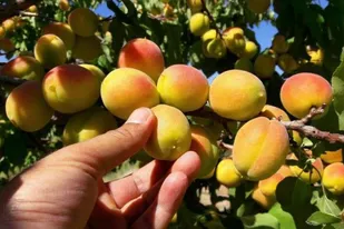 برداشت بیش از 4 هزار تن زردآلو از باغ&zwnj;های نهاوند