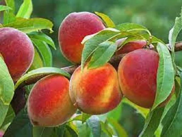 پیش بینی برداشت بیش از 53 هزار تن هلو از باغات آذربایجان غربی