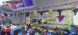 رویان میزبان جشن شکرانه انگور و رونمایی از کتاب &laquo;رویان؛ جامعه و فرهنگ&raquo;