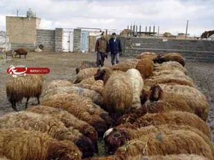 دومین مرحله سیدرگذاری دام سبک در الموت شرقی