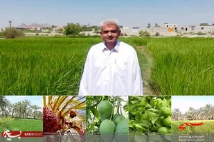 تولید بیش از 86 هزار تن انواع محصولات زراعی و باغی در نیکشهر