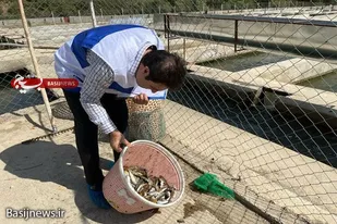 اجرای طرح پایش بیماری&zwnj;های ویروسی آبزیان&nbsp;از مزارع پرورش ماهی نهاوند
