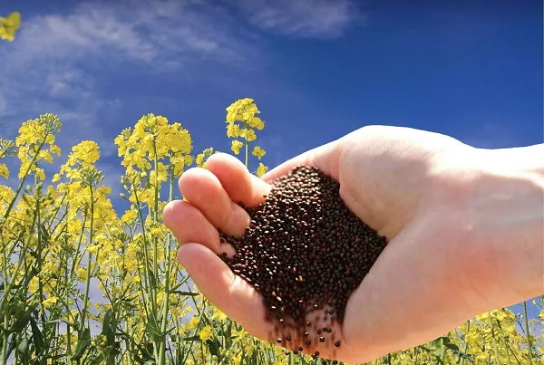 توزیع ۳۰ تن بذر کلزا در آذربایجان شرقی