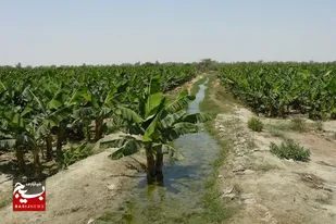 توسعه ۷۶۰۰ هکتاری باغات در سیستان و بلوچستان