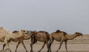 وجود حدود ۷ هزار شتر در خوزستان/پرورش شتر در ۱۴ شهرستان