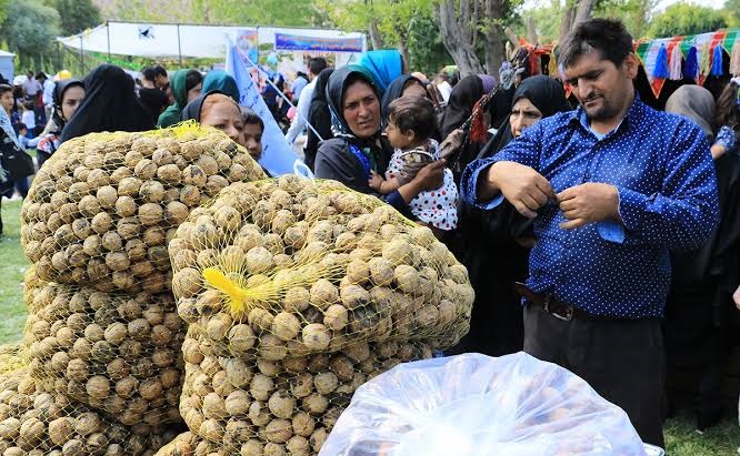 ظرفیتهای کشاورزی تفرش در قاب جشنواره گردوی روستای طاد ظرفیتهای کشاورزی تفرش در قاب جشنواره گردوی روستای طاد
