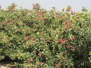 پسته در ایلام ریشه می&zwnj;دواند