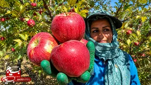 برداشت ۱۸۰۰ تُن سیب از باغات خلخال