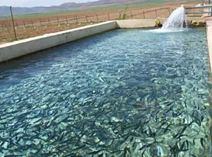 رهاسازی بیش از ۲۹۰ هزار قطعه ماهی در استخر&zwnj;های ذخیره کشاورزی جلگه رخ