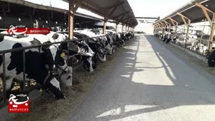 ایجاد اشتغال ۱۷۸۰ نفر در عرصه دام سنگین شاهرود