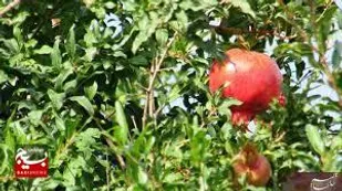 نخستین جشنواره انار در روستای نمهیل خلخال برگزار می&zwnj;شود