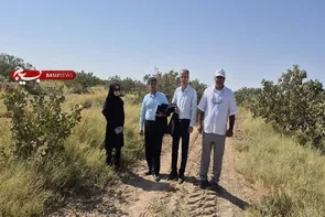 بازدید مدیر باغبانی استان سمنان از باغات پسته شهرستان سرخه