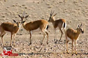 طرح احیای آهوی مغان پروژه برتر در کشور