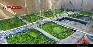 طرح اقتصاد مقاومتی، پرورش ماهی زینتی توسط بسیجی برخواری