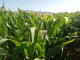 کشت بیش از 150 هکتار ذرت علوفه ای در اراضی شهرستان جلفا