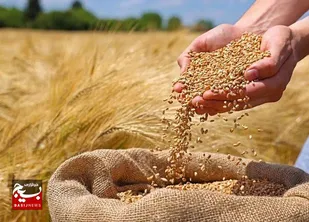 خوشه&zwnj;های دانش در مزارع، ثبت ارقام پرمحصول گندم در اردبیل