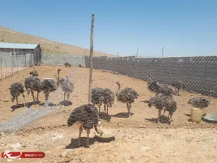 احداث مزرعه پرورش شتر مرغ توسط بسیجی فریدونشهری