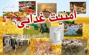 افزایش عملکرد گندم علیرغم کاهش سطح زیرکشت در استان فارس