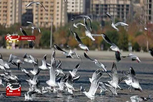 بیماری&zwnj;های تنفسی طیور در اردبیل مشاهده نشده است
