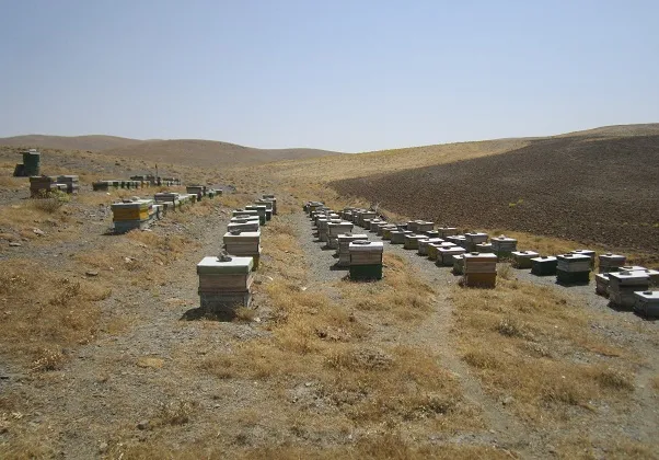 برگزاری دوره آموزشی زنبورداری در همدان
