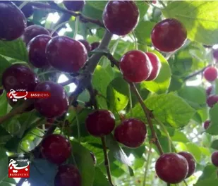 زازران شهر مرواریدهای سرخ بزرگ ترین تولید کننده آلبالودر شهرستان فلاورجان