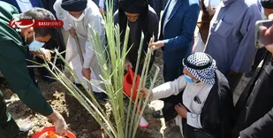 مقابله با ریزگردها و اشتغال از نتایج مهم کاشت 4500 اصله نخل در خرمشهر است