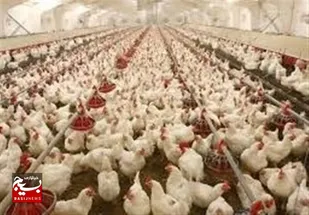 اردبیل قطب مهم صنعت طیور کشور است