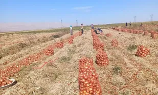 پیش&zwnj;بینی برداشت ۳۰ هزار تن پیاز در قطب تولید محصول در شاهرود