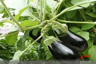 برداشت محصول بادمجان صادراتی از سطح ۲۰ هکتار از گلخانه&zwnj;ای شهرستان ميرجاوه آغاز شد