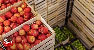 خریداری و ذخیره ۴۰۰ تن میوه شب عید خوزستان