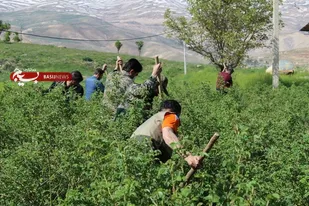 حضور جهادگران بسیجی در مزارع فارسان برای کمک به کشاورزان