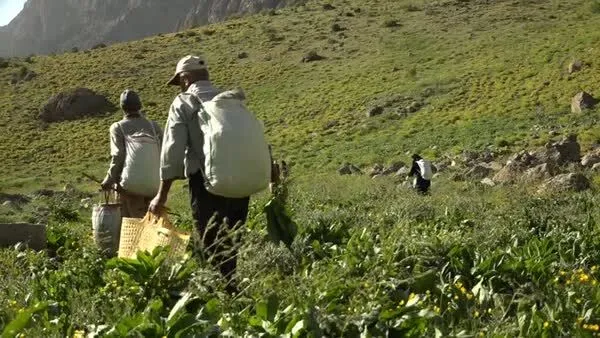 ممنوعیت بهره‌برداری از محصولات مرتعی و جنگلی