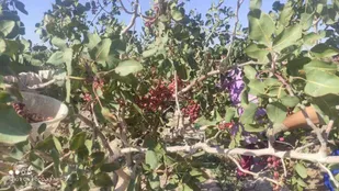 کاهش ۵۵ درصدی تولید پسته در خلیل&zwnj;آباد؛ تنش آبی و ناترازی انرژی باغات را تهدید کرد