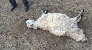تلف شدن ۱۵۰ رأس گوسفند و خسارت به ابنیه و راه مواصلاتی بازرگان ـ بورالان