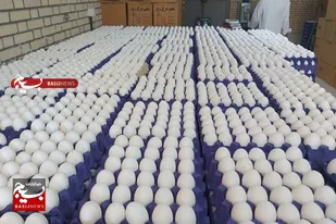 ساخت۱۵ واحد جدید پرورش مرغ تخمگذار در سیستان&zwnj;وبلوچستان