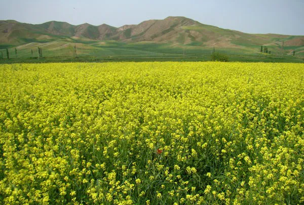 اجرای طرح «بسیج همگام با کشاورز» با حضور 100 مهندس بسیجی در همدان