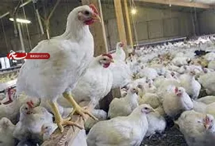 کشف ۳۵۶۴ قطعه مرغ زنده بدون مجوز در عجبشیر