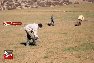 مبارزه با آفت موش در ۱۳۰ هزار هکتار از مزارع استان اردبیل انجام شد