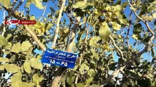 اهدای ۲۵۰ درخت به نیازمندان بناب در قالب طرح شجره طیبه