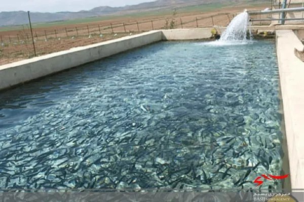 رها سازی ٣٠٠ هزار قطعه بچه ماهی در استخرهای شهرستان خاش