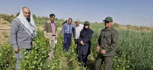 تولید ۵۰۰ میلیون اصله نهال در ایران طی ۲ سال